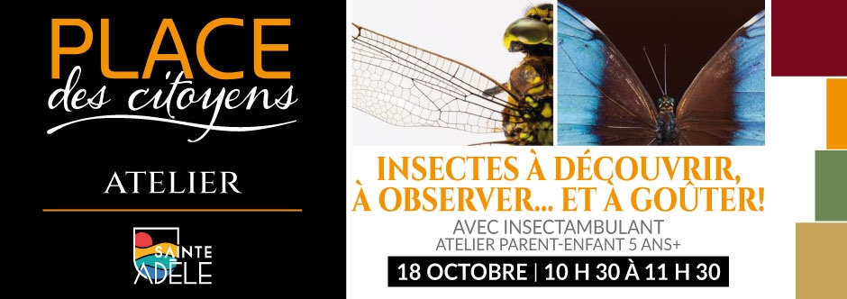 Insectes à découvrir, à observer… et à goûter! 