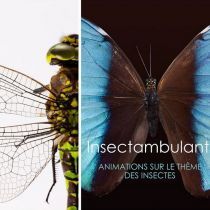 Insectes à découvrir, à observer… et à goûter! 
