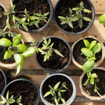 Réussir ses semis de légumes 