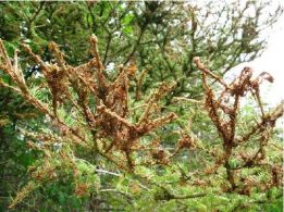 Conifères contaminés par la tordeuse des bourgeons de l’épinette – où disposer des branches?
